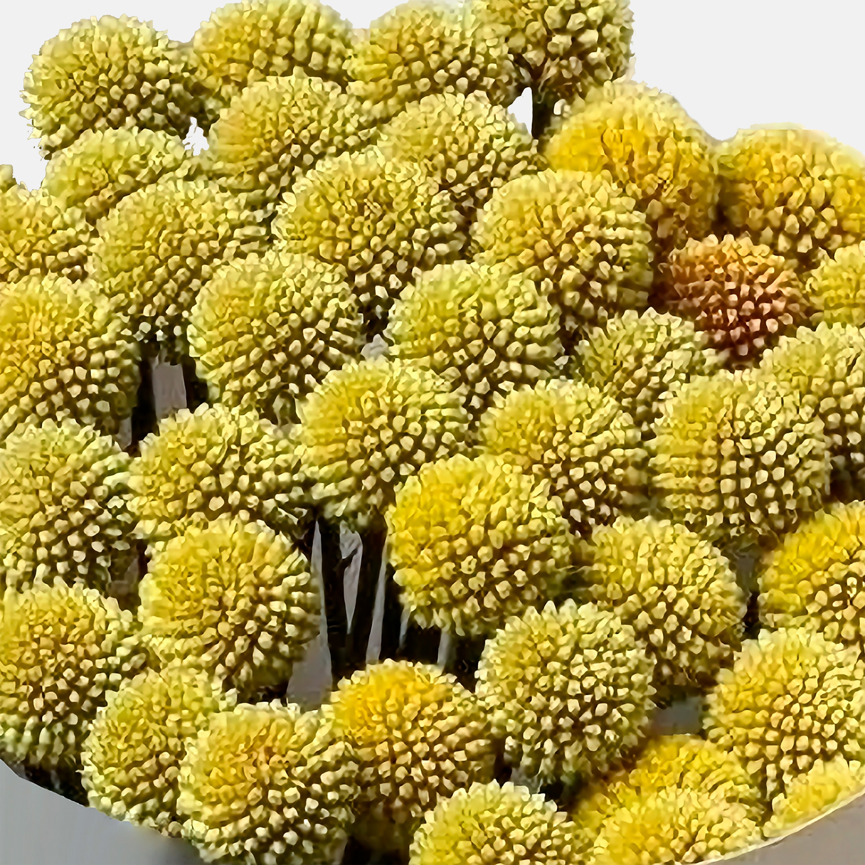 Букет из экзотических краспедий